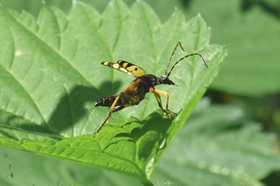 Boktor stijgt op - Geleedpotigen - Gevlekte smalboktor