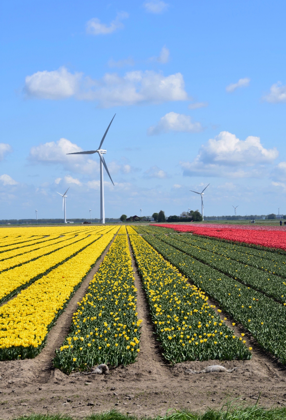 Bollenvelden - Planten - 