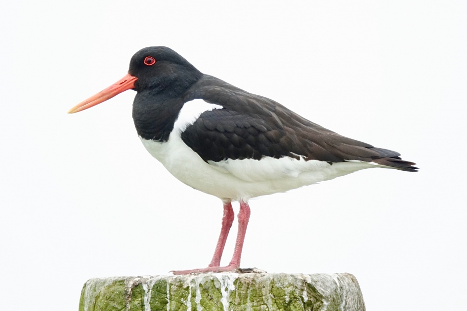 Bonte Piet - Vogels - Scholekster