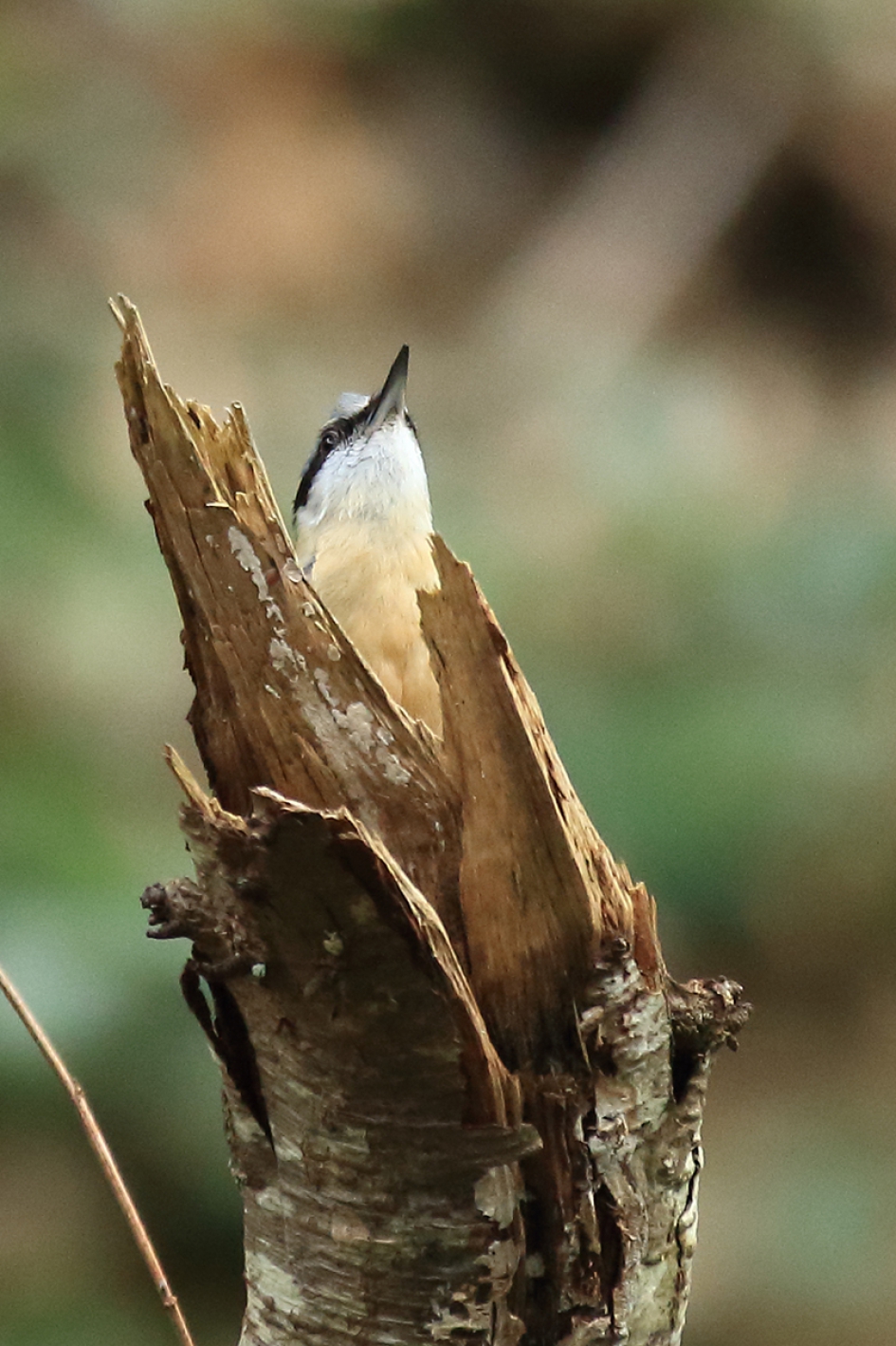 boomklever - Vogels - 
