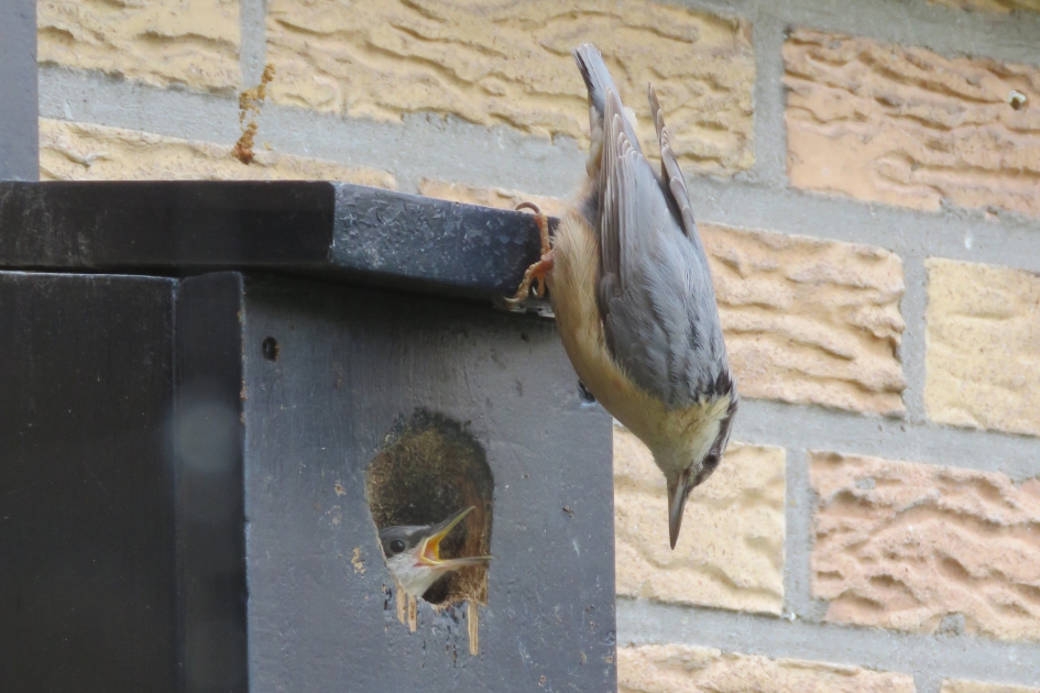 Boomklever met jong in nestkast - Vogels - Boomklever
