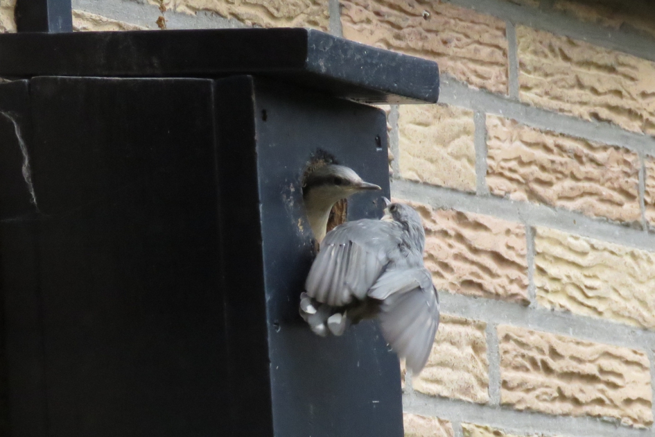 Boomklevertjes vliegen uit. - Vogels - Boomklever