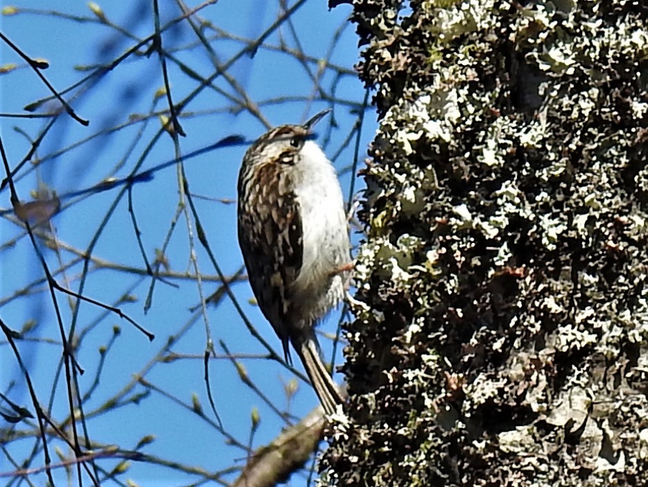 Boomkruiper - Vogels - Boomkruiper