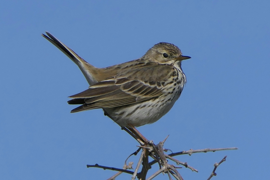 Boompieper - Vogels - Boompieper