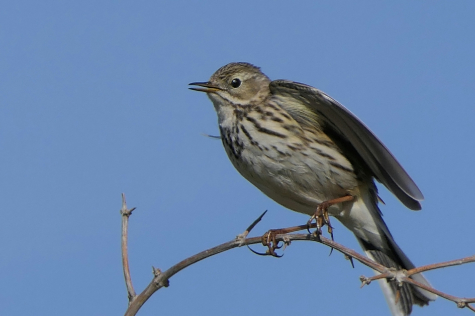 Boompieper - Vogels - Boompieper