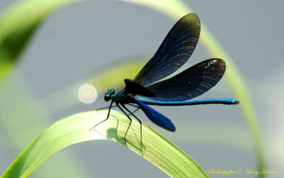 bosbeekjuffer - Geleedpotigen - bosbeekjuffer