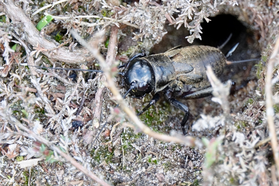 Boskrekel - Geleedpotigen - Boskrekel