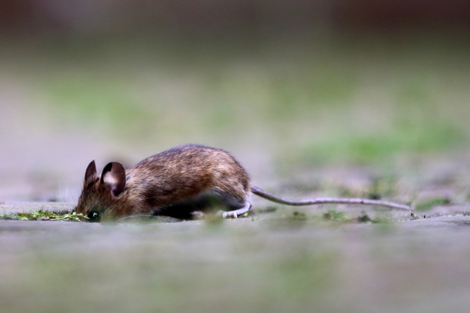 bosmuis - Zoogdieren - 