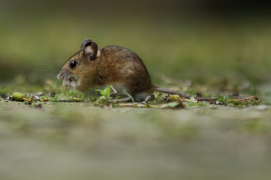 bosmuis - Zoogdieren - 