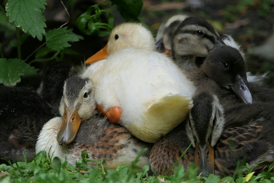 Bovenop elkaar - Vogels - Wilde eend