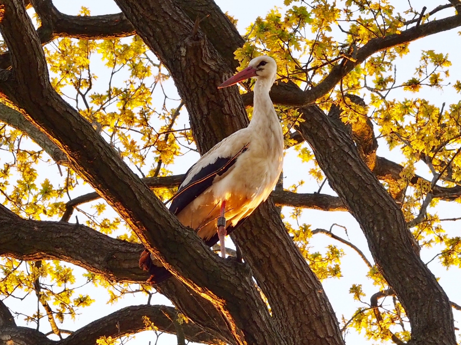 Boven mijn hoofd - Vogels - Ooievaar