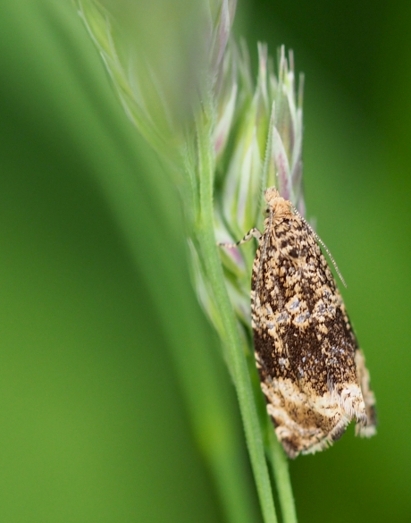 Brandnetelbladroller