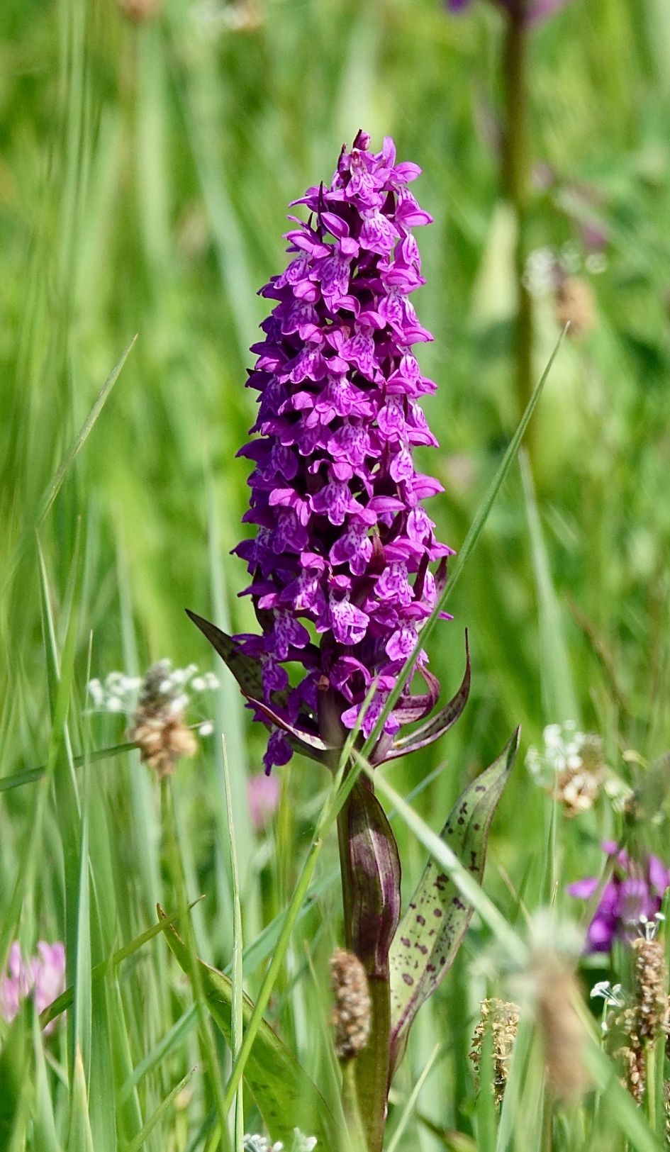 Brede Orchus - Planten - Brede Orchus
