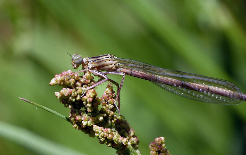 Breedscheenjuffer - Geleedpotigen - 