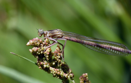 Breedscheenjuffer
