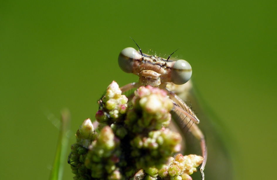 Breedscheenjuffer - Geleedpotigen - 
