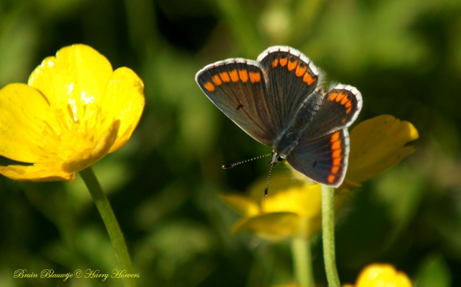 Bruin Blauwtje - Geleedpotigen - Bruin Blauwtje