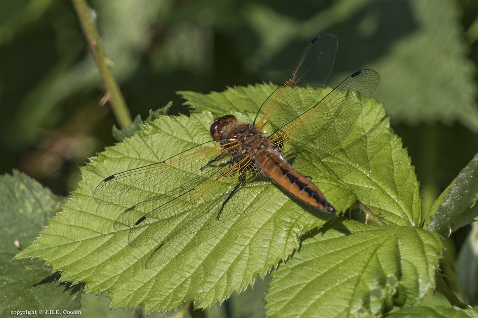 Bruine korenbout - Geleedpotigen - Bruine korenbout