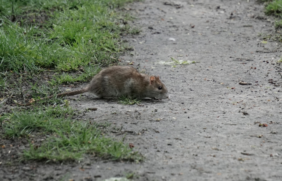 Bruine rat - Zoogdieren - 