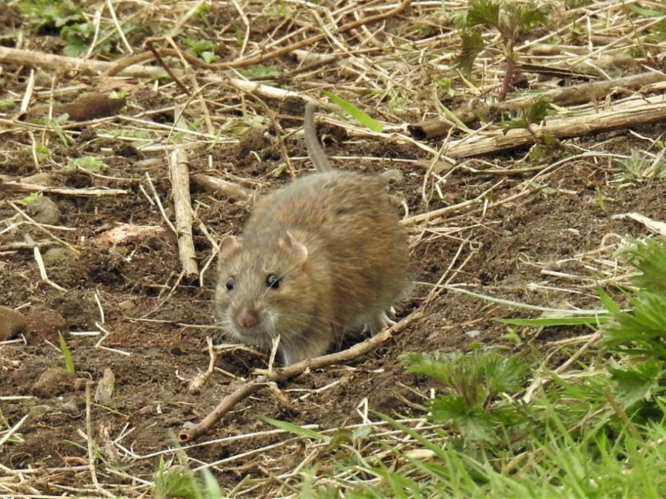 Bruine rat kijkt je nieuwsgierig aan. - Zoogdieren - Bruine rat