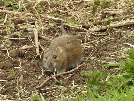 Bruine rat kijkt je nieuwsgierig aan.