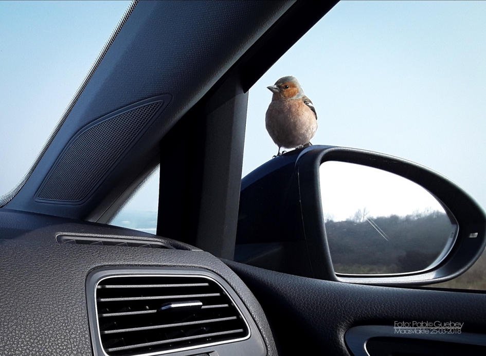 Brutaal vogeltje - Vogels - Vink