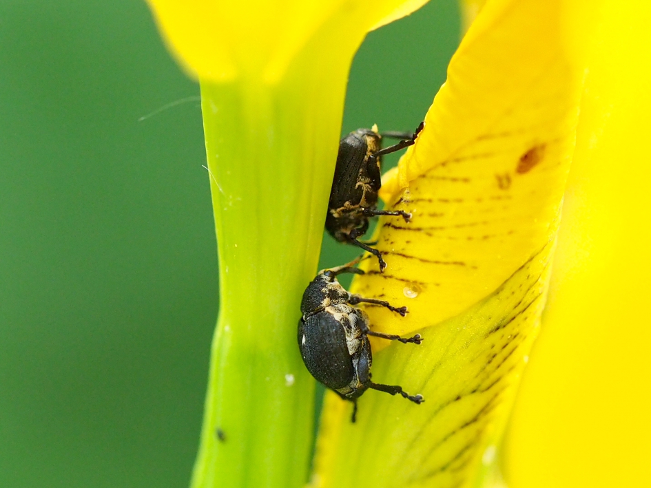 Buikjes vol - Geleedpotigen - Lissenboorder