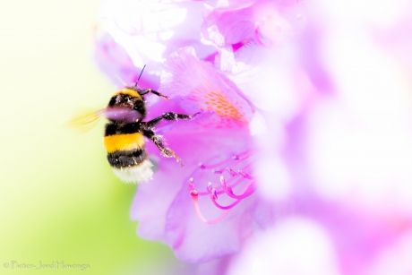 bumblebee