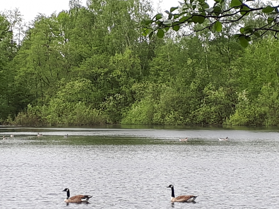 Canadese gans met zender om de hals. - Vogels - Canadese gans.