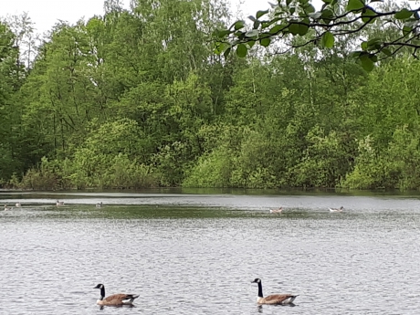 Canadese gans met zender om de hals.