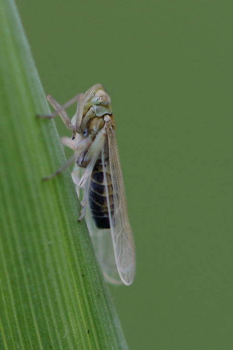 cicade -arboridia spec.-