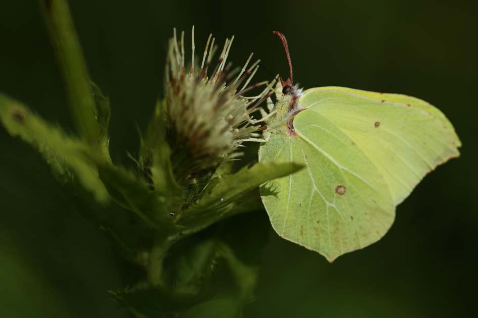 citroenvlinder -m- - Geleedpotigen - 