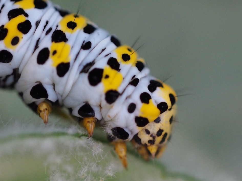 Close up - Geleedpotigen - Mogelijk de helmkruidrups, maar naar nadere overweging de kuifvlinderrups!