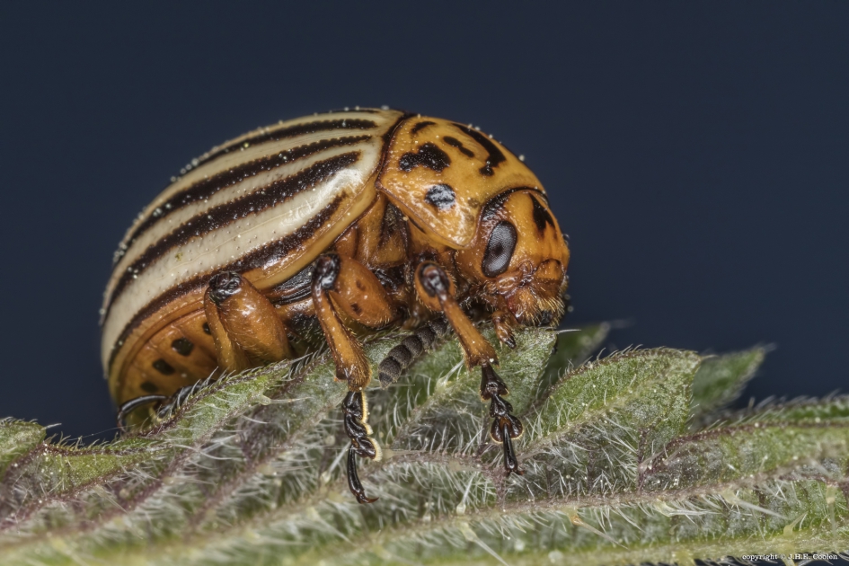 Coloradokever - Geleedpotigen - Coloradokever