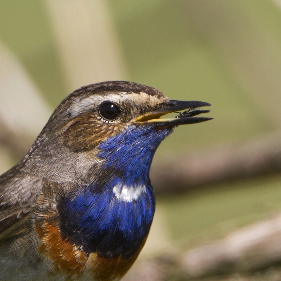 Cry of nature ... - Vogels - Blauwborst