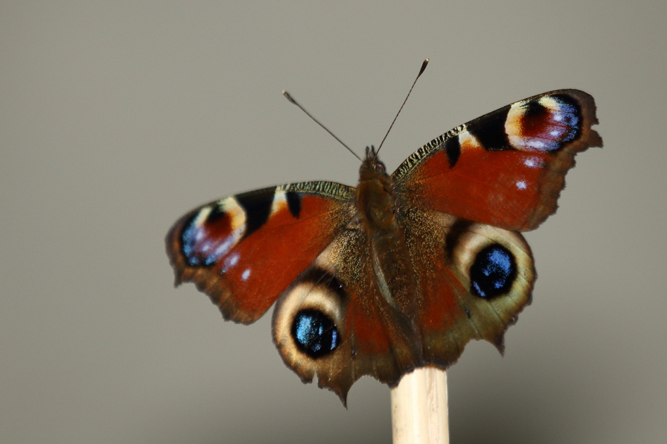 dagpauwoog - Geleedpotigen - 