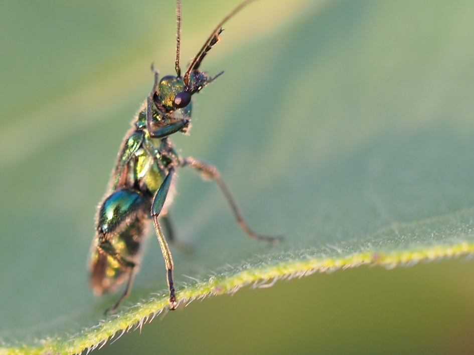 Dansje - Geleedpotigen - Fraaie schijnboktor