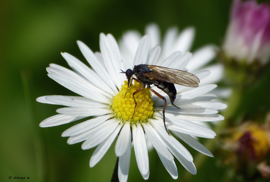 Dansvlieg op madelief - Geleedpotigen - 