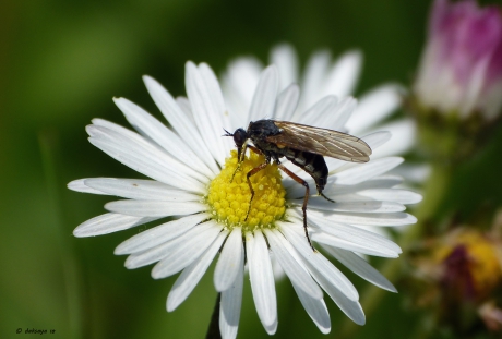 Dansvlieg op madelief
