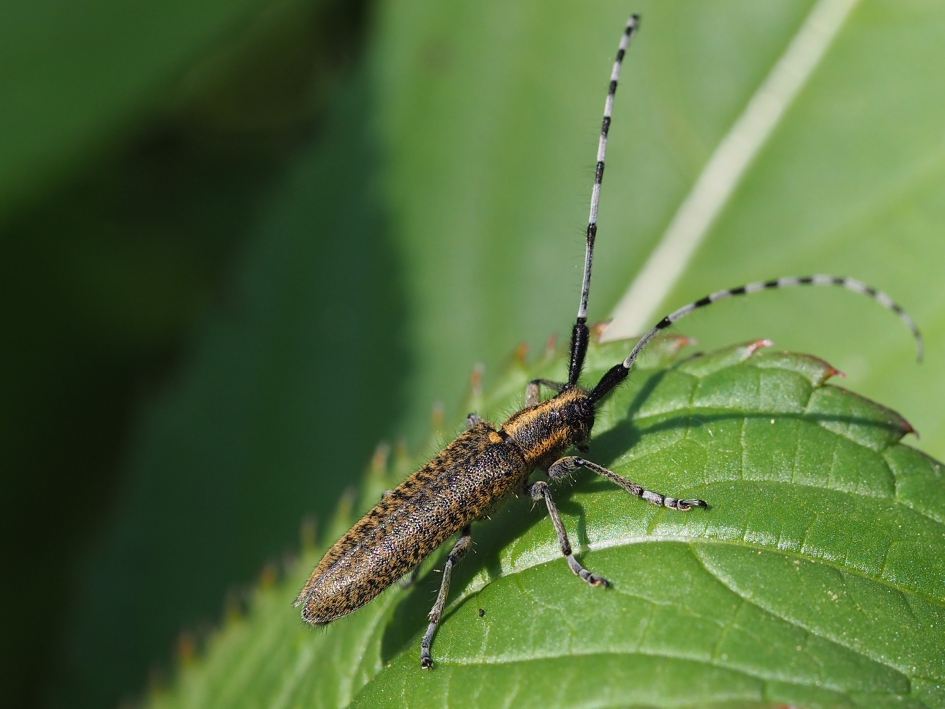 De distels gaan bloeien - Geleedpotigen - Gewone distelboktor