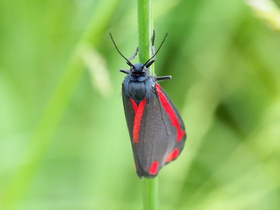 De eerste dit jaar - Geleedpotigen - Sint-jacobsvlinder