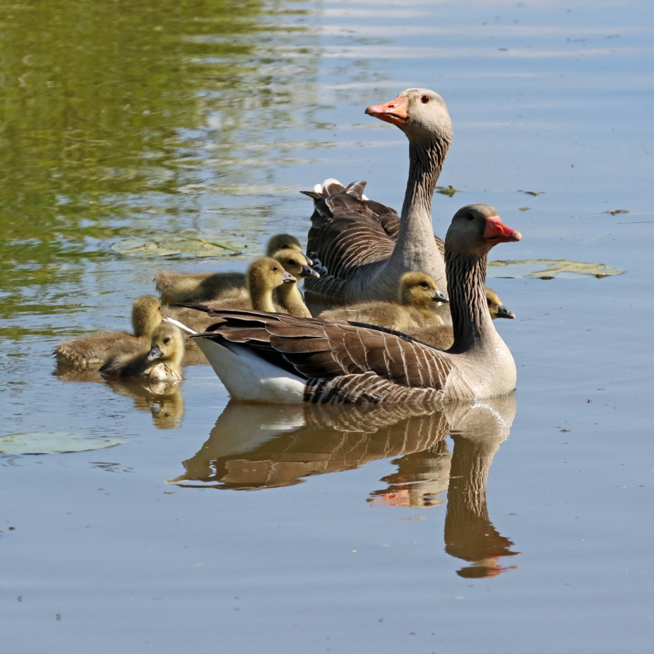 De familie bewaken - Vogels - Grauwe ganzen