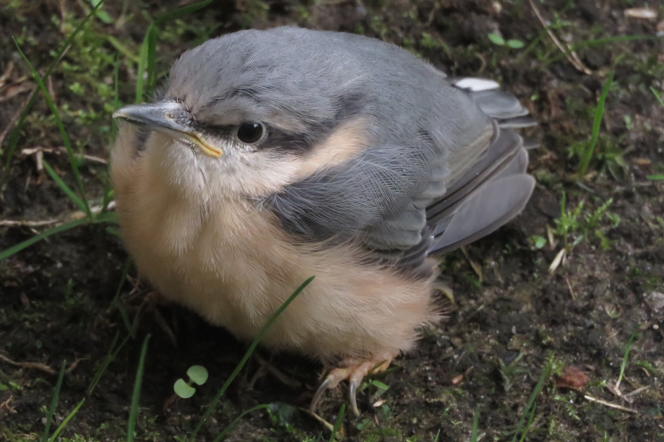 De jongste boomklever - Vogels - Boomklever