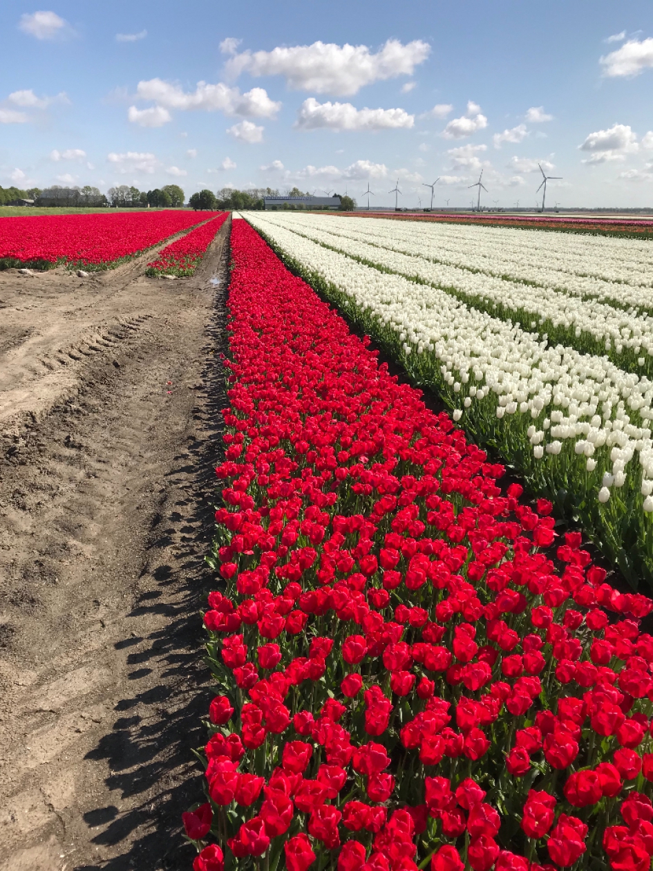 De laatste bollenvelden in bloei - Planten - 