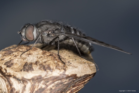 De muurrouwzwever (Anthrax anthrax)