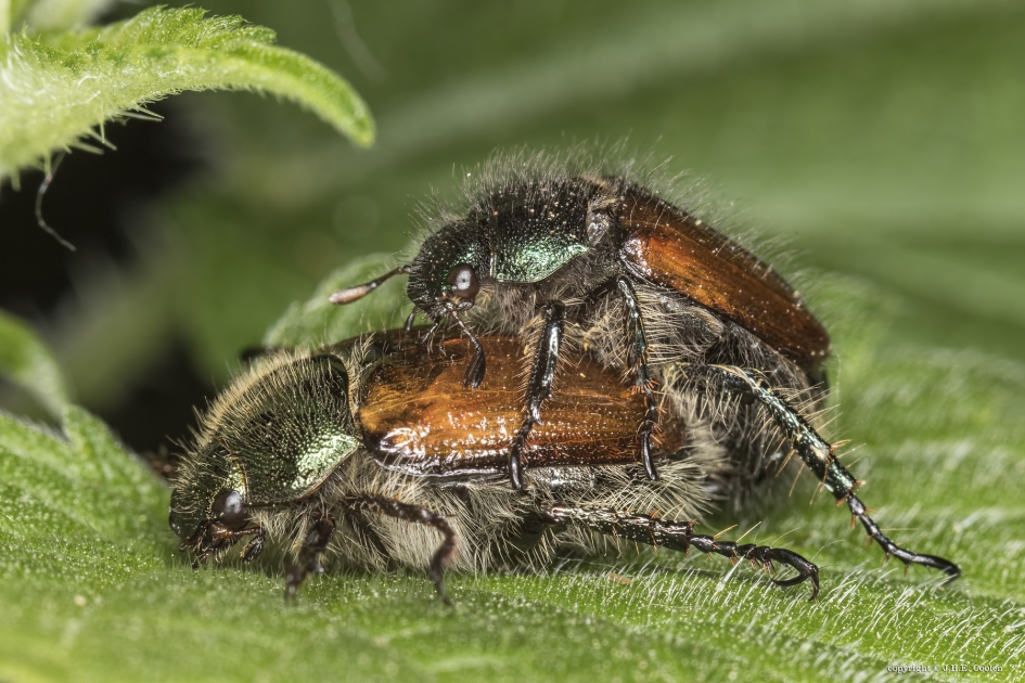 De rozenkever - Geleedpotigen - De rozenkever, Johanneskever of tuinkever