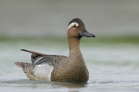 Dichtbij de Zomertaling