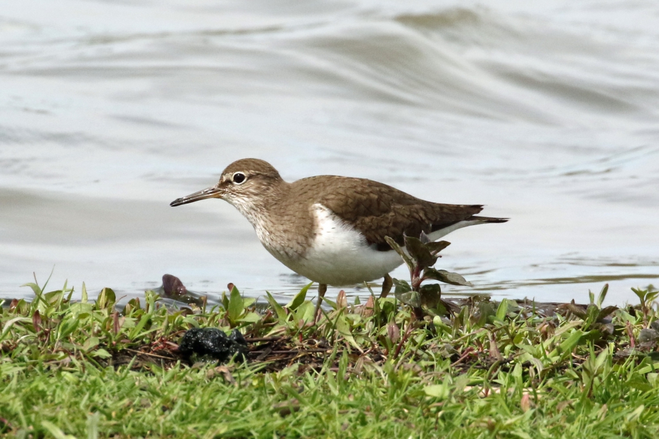 Die doet zijn naam eer aan... - Vogels - Oeverloper