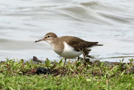 Die doet zijn naam eer aan...