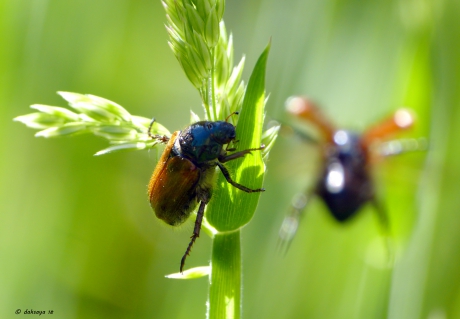Joepie die is nog vrij!